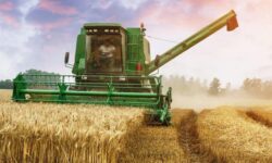 خرید ۵۸ هزار تن گندم در آذربایجان شرقی