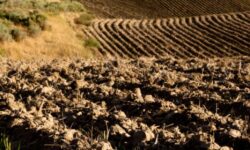 معرفی ۲۰ رقم جدید از محصولات دیم در دولت سیزدهم