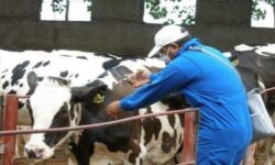 کاهش بیماری تب برفکی در آذربایجان شرقی