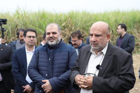 نیشکر شیرین کاشت