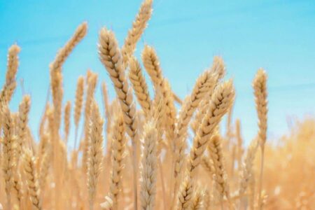 شکسته شدن رکورد خرید تضمینی گندم در آذربایجان شرقی