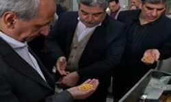 تولید ۹۹ درصد لپه کشور در آذرشهر