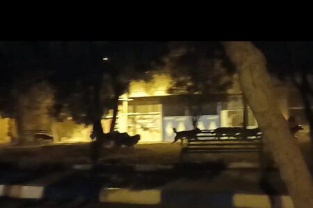 گله‌ای از سگ‌های بدون صاحب در پارک خیابان سعدی، نگرانی شهروندان را برانگیخت