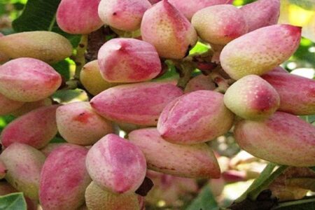 سطح زیرکشت پسته در آذربایجان شرقی از ۳ هزار هکتار گذشت